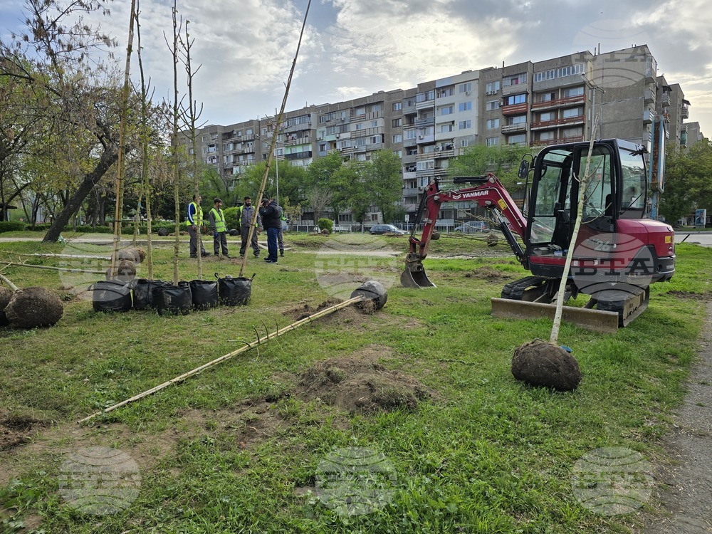 Видин - проект - дървета и храсти - засаждане