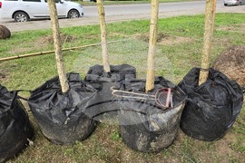 Видин - проект - дървета и храсти - засаждане