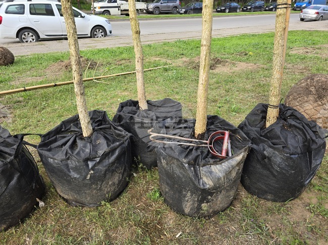 Двайсет и едно нови дървета ще бъдат засадени по улица „Данаил Крапчев“ в Благоевград 