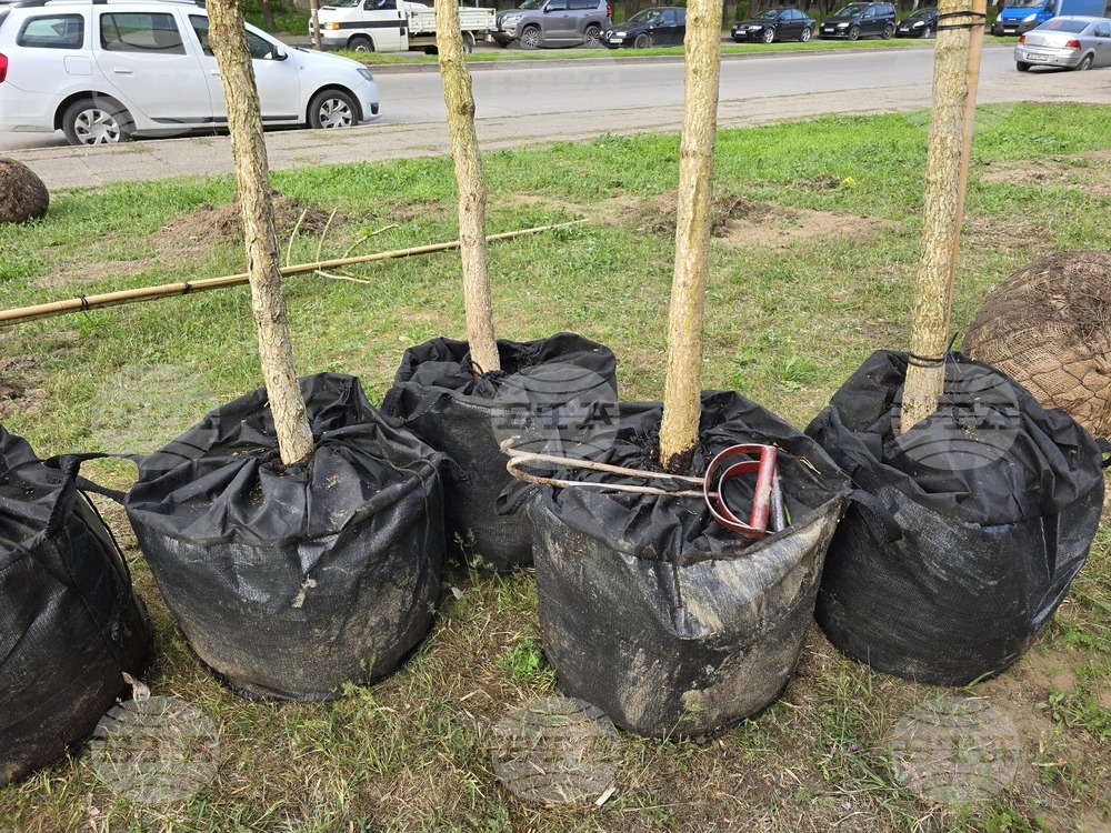 Видин - проект - дървета и храсти - засаждане