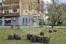 Видин - проект - дървета и храсти - засаждане