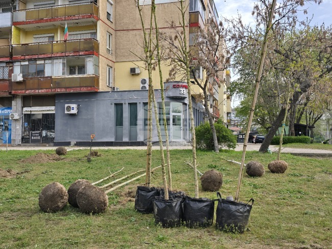 Във Видин започна засаждането на дървета и храсти по проект