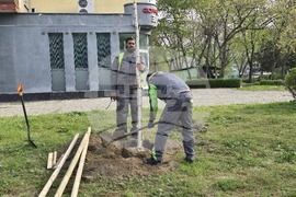 Видин - проект - дървета и храсти - засаждане