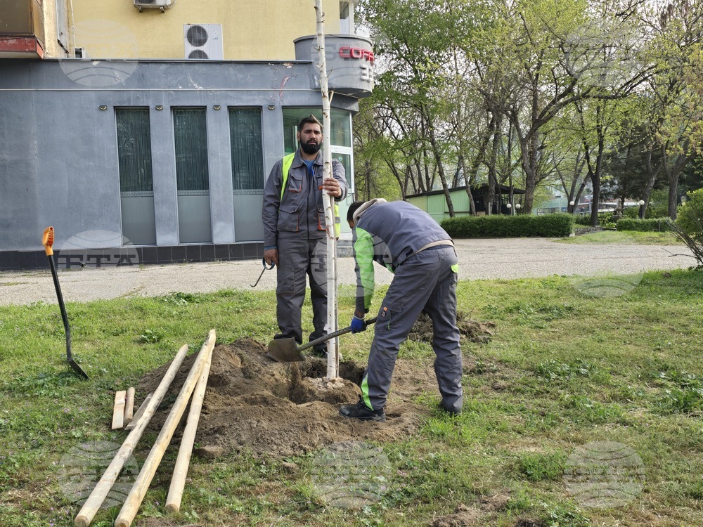 Видин - проект - дървета и храсти - засаждане