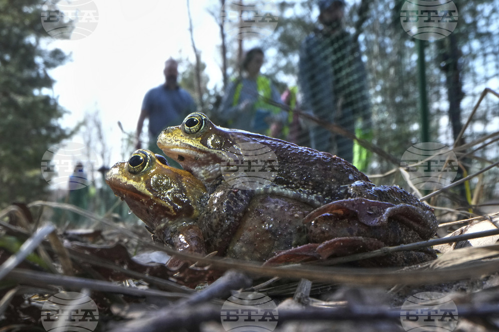 Russia Toad Rescue