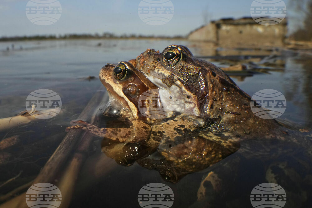 Russia Toad Rescue