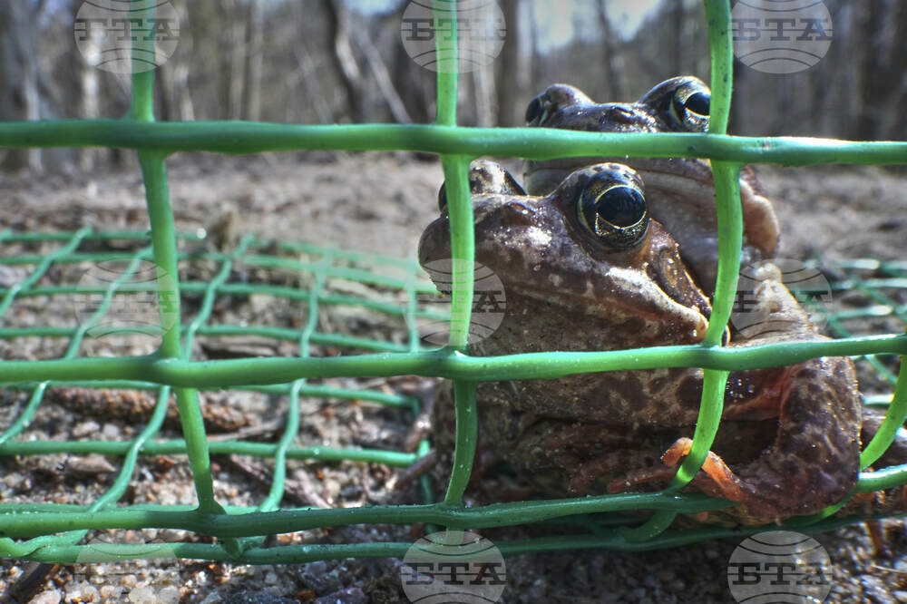 Russia Toad Rescue