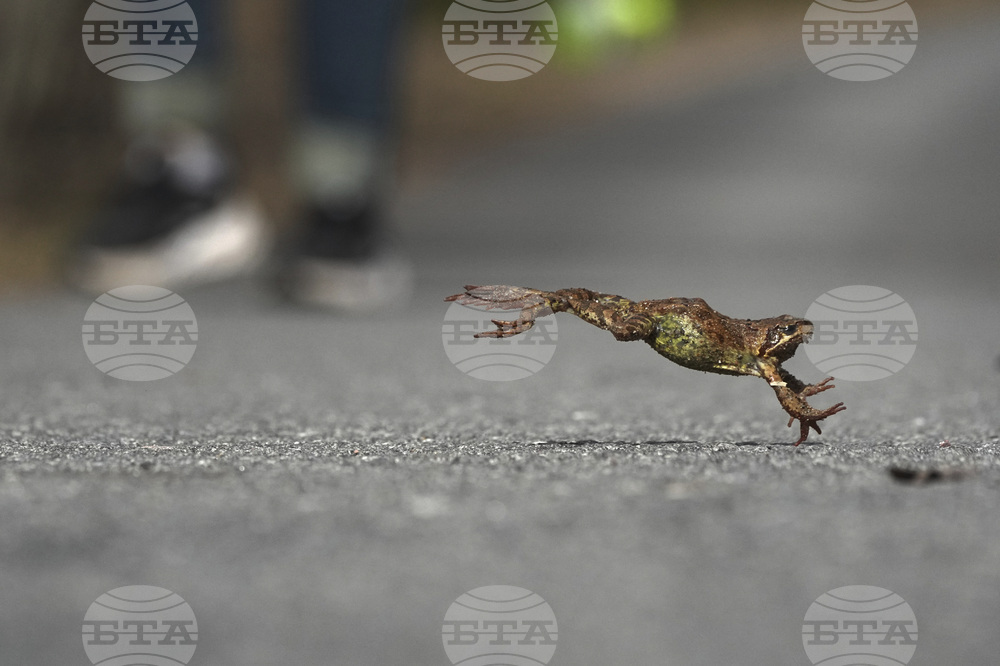 Russia Toad Rescue