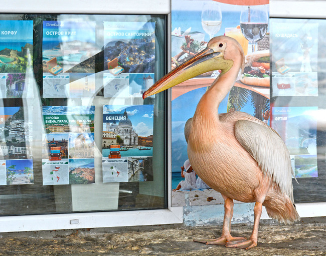 Община Варна: Специалистите от Зоопарка призовават хората да не хранят розовия пеликан с храна, различна от риба