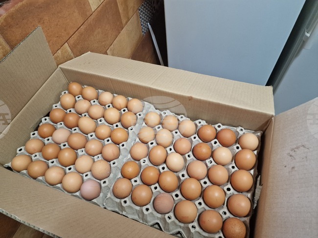 Над 86 000 кокоши яйца без документи, открити при съвместна акция с полицията в Харманли, ще бъдат унищожени, съобщи БАБХ