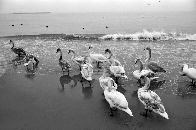Варна - лебеди