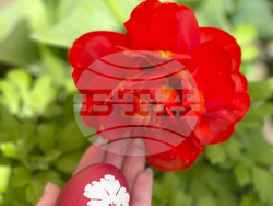 Турция - Одрин - Велики четвъртък