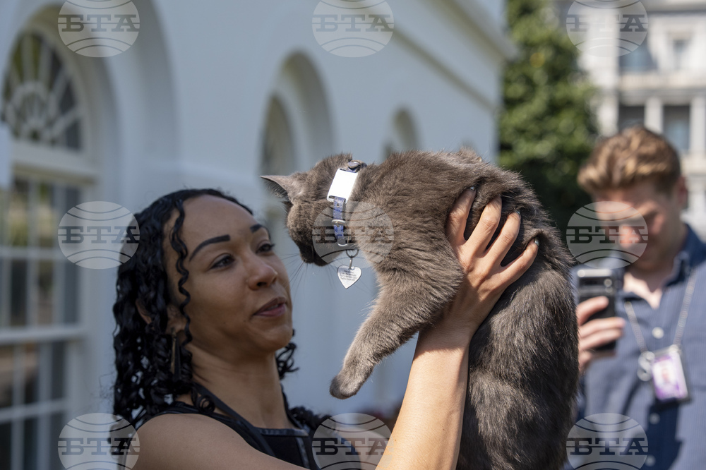 Trump Cat