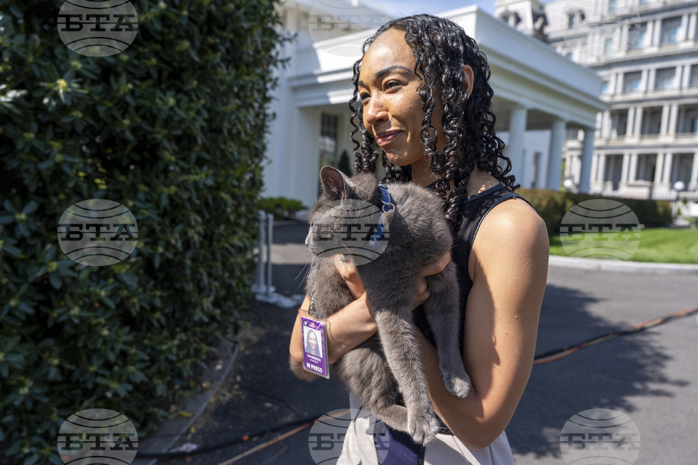 Trump Cat