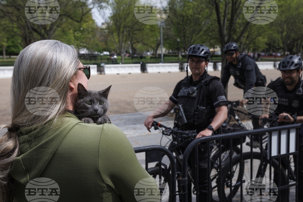Trump Cat