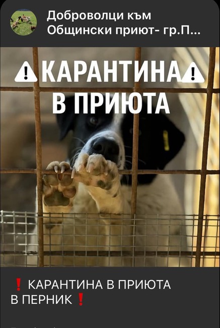 Общинският приют за безстопанствени кучета е поставен под карантина заради болестта гана