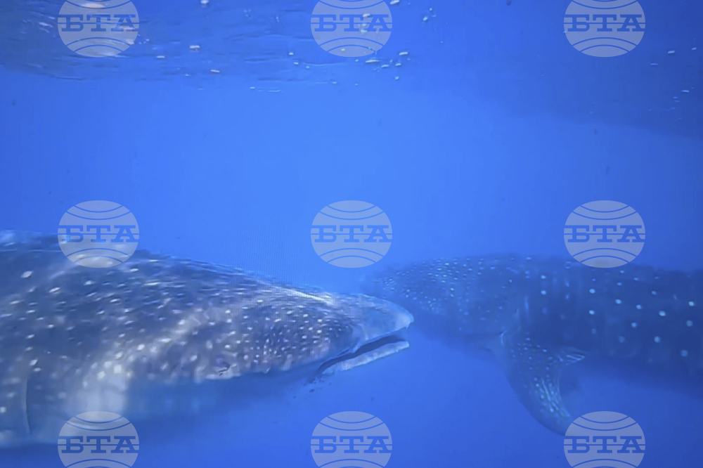 Whale Sharks Mating
