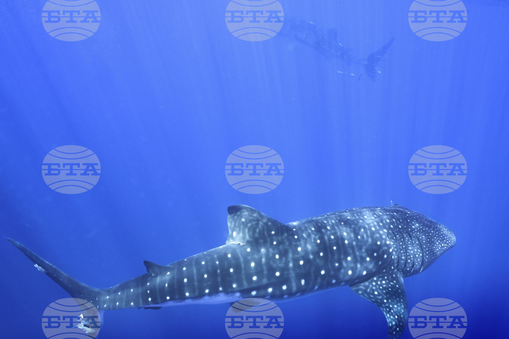 Whale Sharks Mating