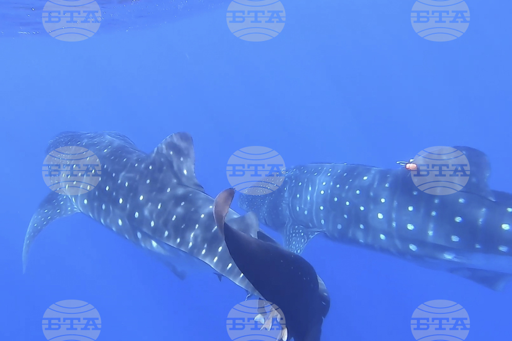 Whale Sharks Mating