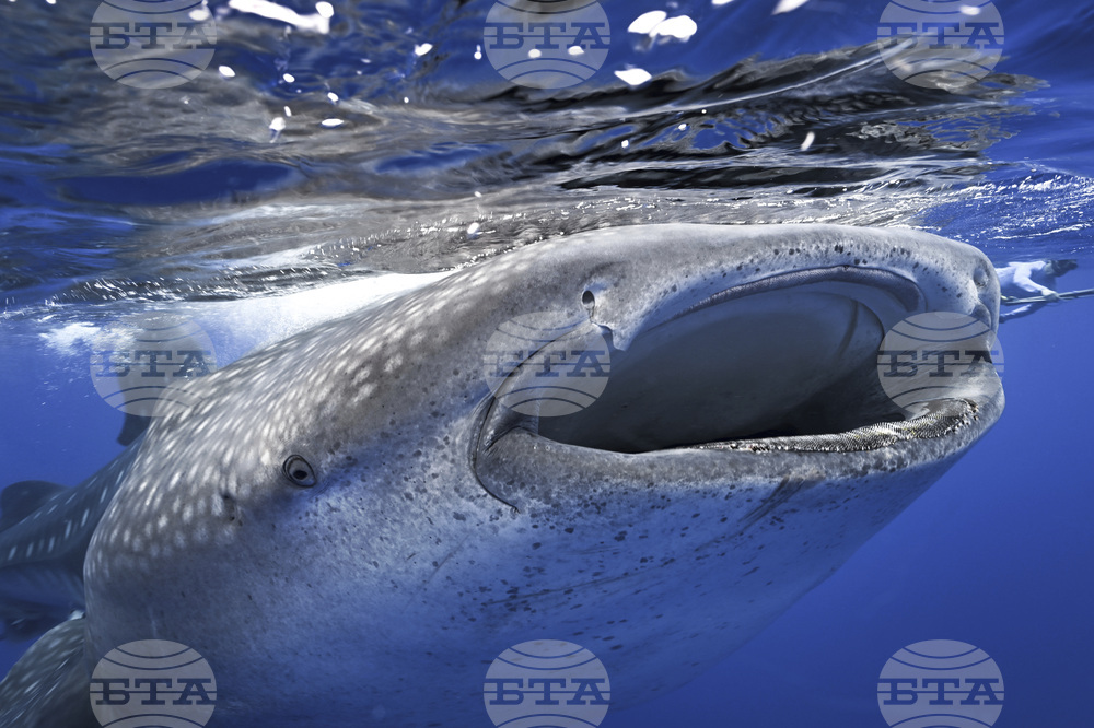 Whale Sharks Mating