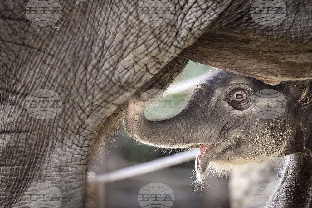 Switzerland Baby Elephant