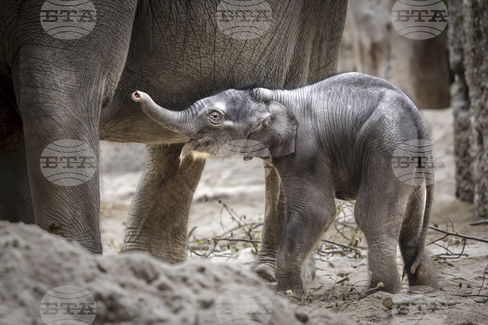 Switzerland Baby Elephant