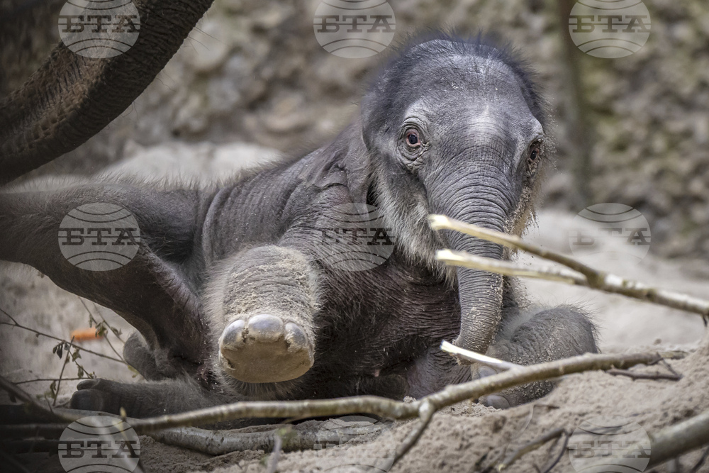 Switzerland Baby Elephant
