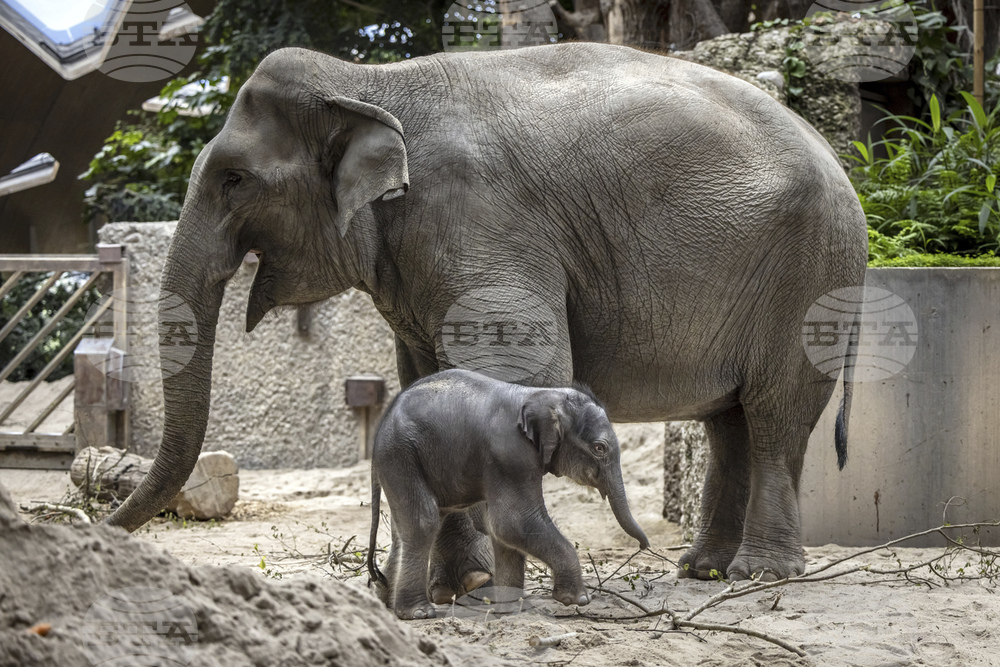 Switzerland Baby Elephant