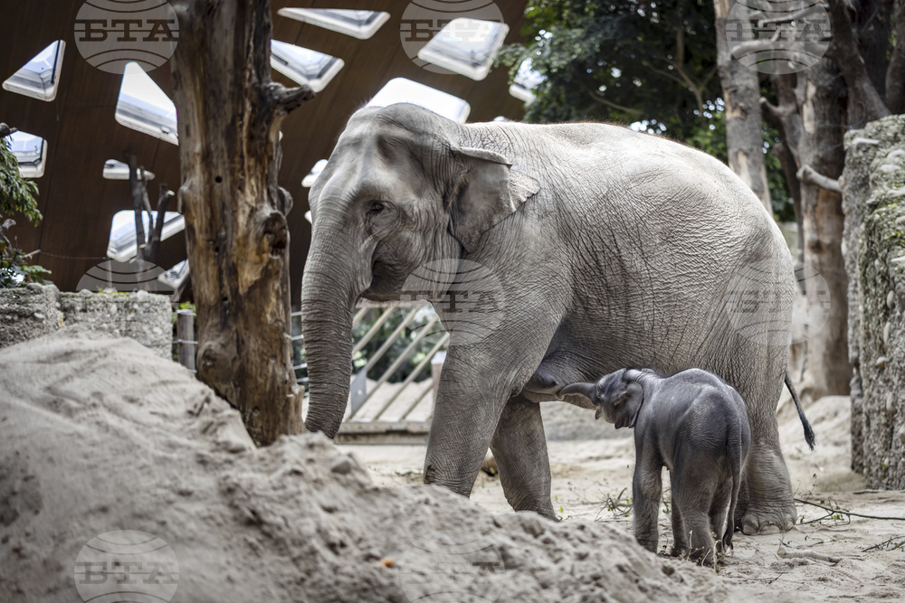 Switzerland Baby Elephant