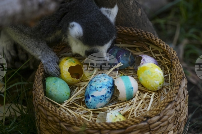 Чилийски зоопарк организира "лов на великденски яйца" за животните 