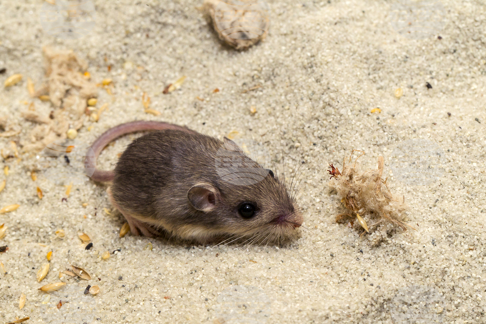 Учени откриха в пустините на Близкия изток мишки, които не стареят
