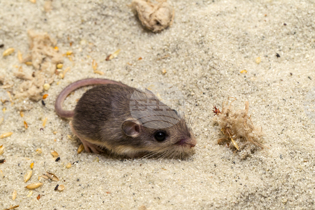 Учени откриха в пустините на Близкия изток мишки, които не стареят