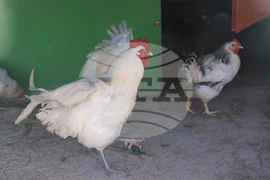 Божурище - градина „Вдъхновение”