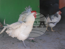 Божурище - градина „Вдъхновение”