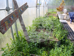 Божурище - градина „Вдъхновение”