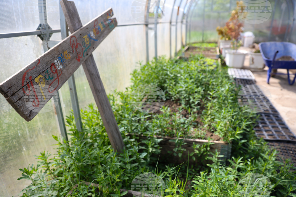 Божурище - градина „Вдъхновение”