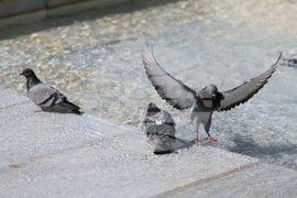 Благоевград - ежедневие - хубаво време