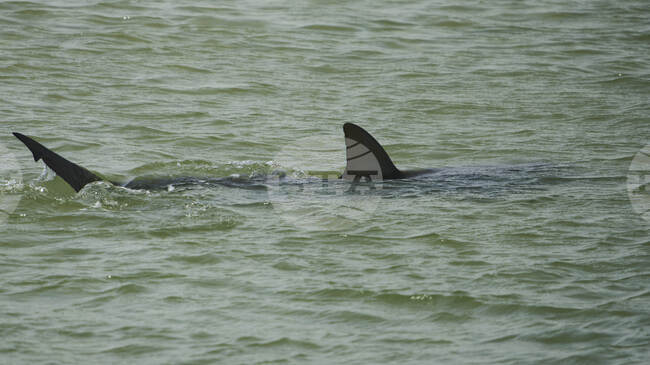Тринадесетгодишно момче почита след ухапване от акула в Бразилия