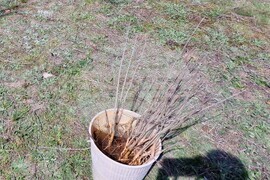 Самоков - Ден на Земята - фиданки - засаждане