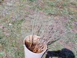 Самоков - Ден на Земята - фиданки - засаждане