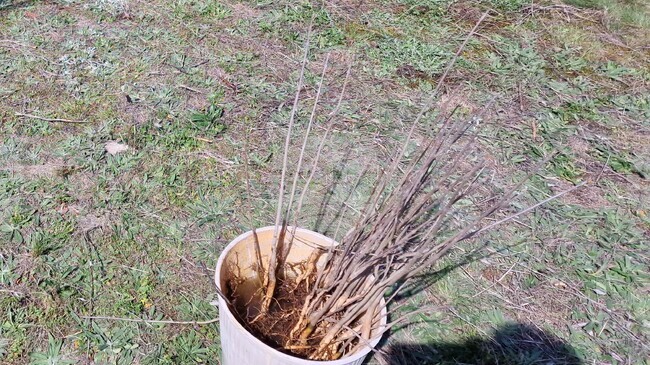 Държавното горско стопанство в Ловеч осигурява безплатно 3000 фиданки по случай Седмицата на гората