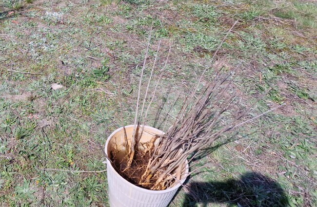 С презентация, засаждане на фиданки и занимания в Благоевград отбелязаха Деня на Земята