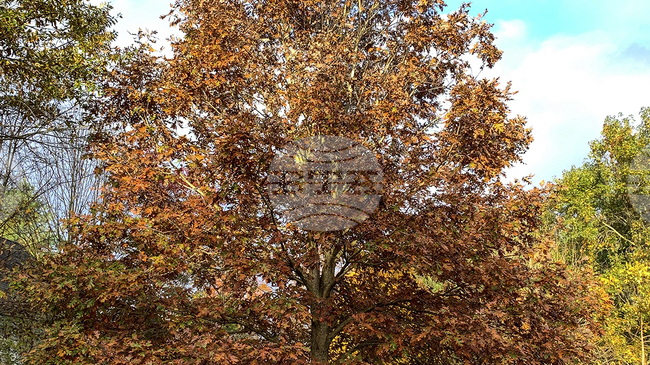 Дъб от времето на Луи XIV беше отсечен във Франция от съображения за безопасност