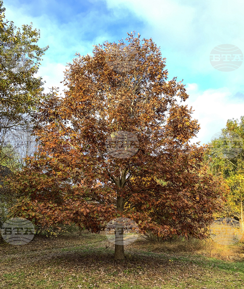 Дъб от времето на Луи XIV беше отсечен във Франция от съображения за безопасност