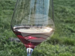 Русе - винен туризъм