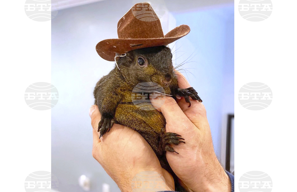 Squirrel Seized