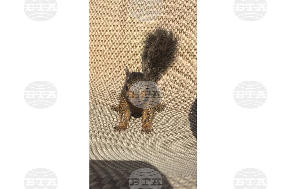 Squirrel Seized