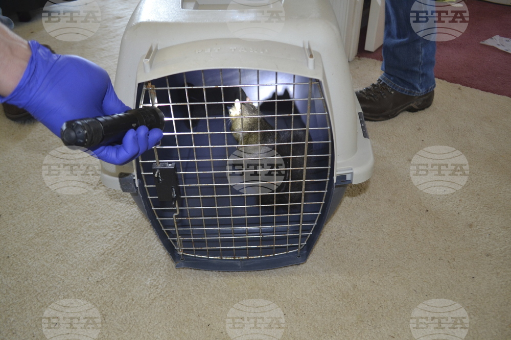 Squirrel Seized