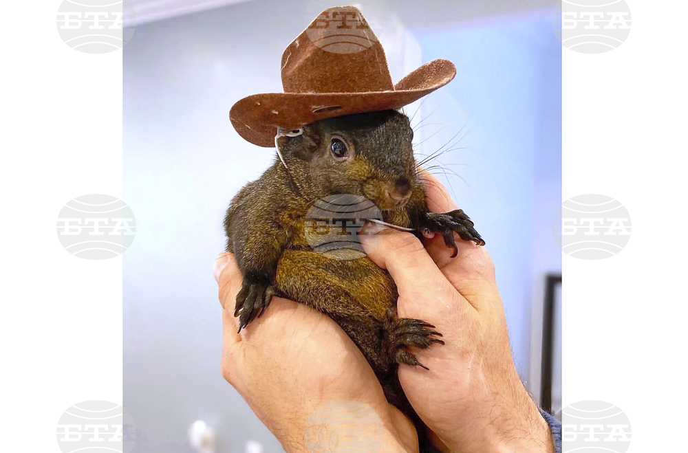 Squirrel Seized