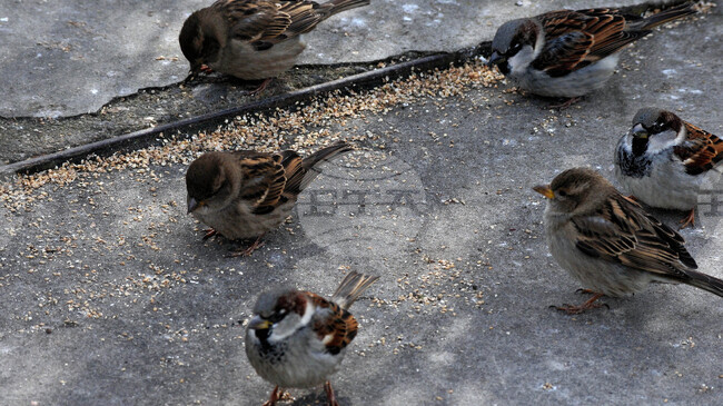 Дивите птици се нуждаят от подкрепа в студа, напомнят организации 